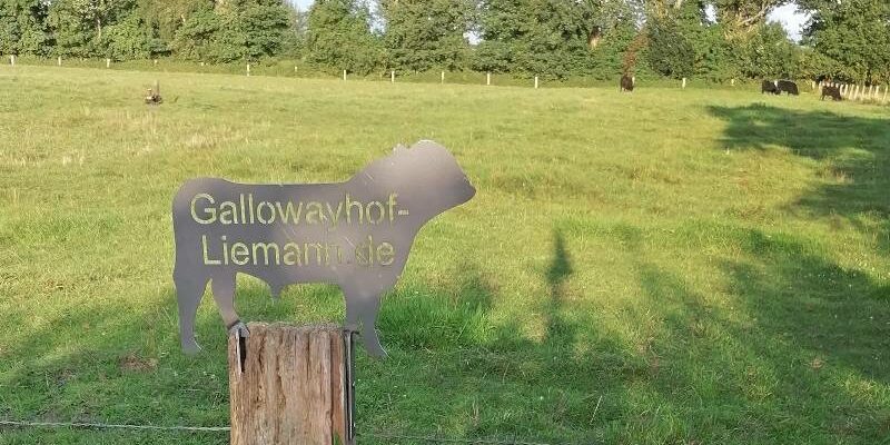 Galloway Hof Liemann Heubach Wiese Rinder Naturschutz Reken Velen