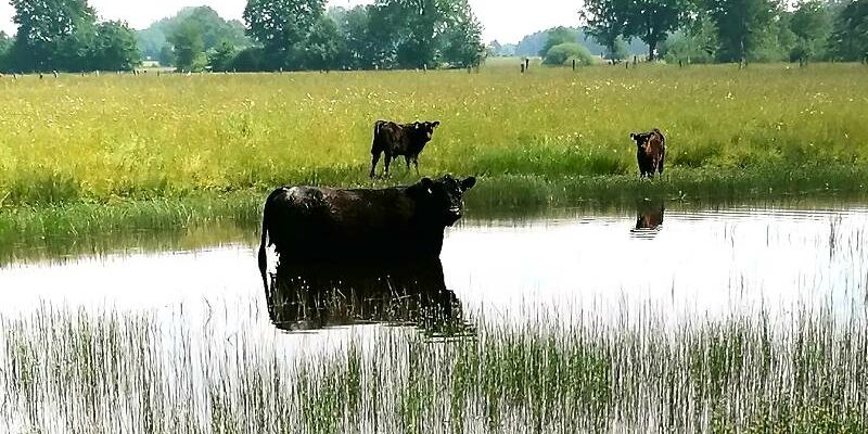 Galloway Rinder Hof Liemann Wasser Blenke Naturschutz Schwarzes Venn Reken Velen